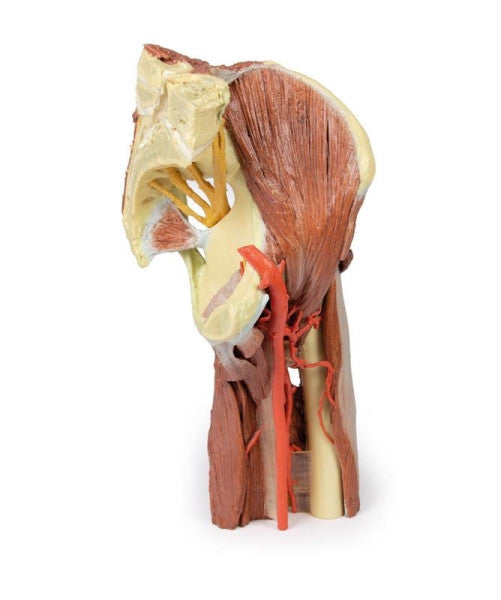 Lower Limb 3D Printed Anatomy Model