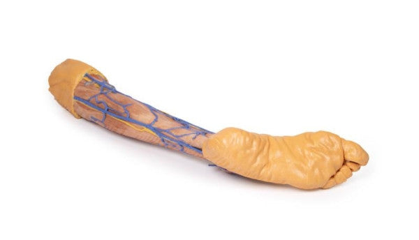 Lower Limb 3D Printed Anatomy Model