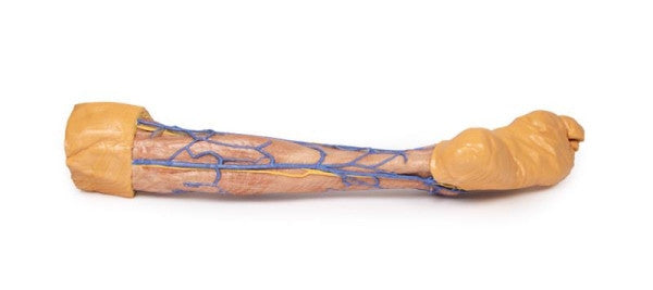 Lower Limb 3D Printed Anatomy Model
