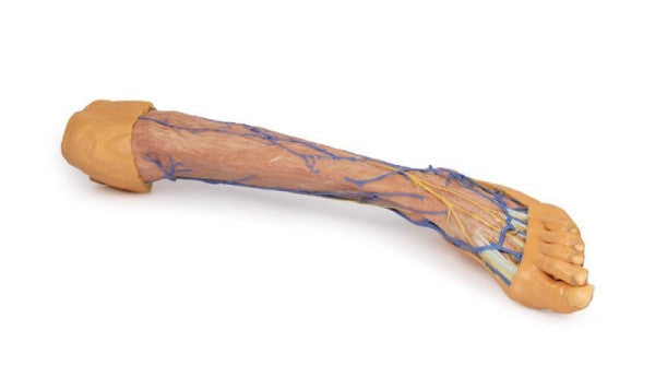 Lower Limb 3D Printed Anatomy Model