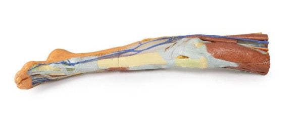 Lower Limb 3D Printed Anatomy Model