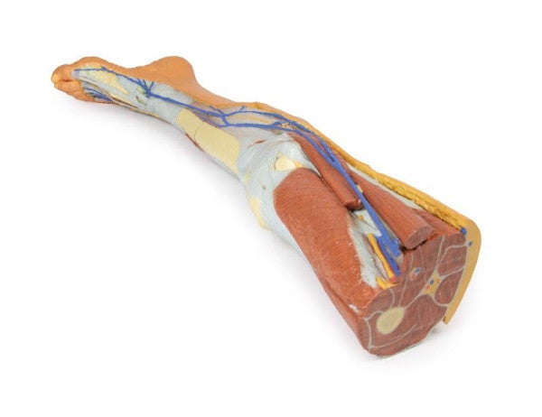 Lower Limb 3D Printed Anatomy Model