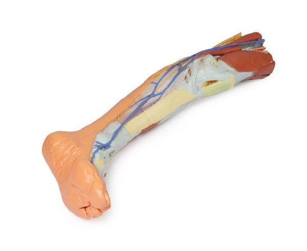 Lower Limb 3D Printed Anatomy Model