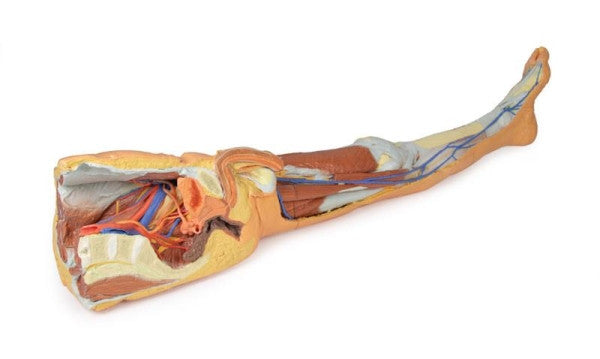 Lower Limb 3D Printed Anatomy Model