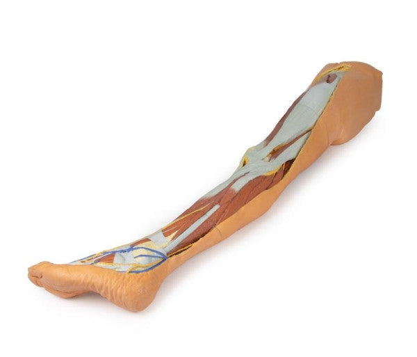 Lower Limb 3D Printed Anatomy Model