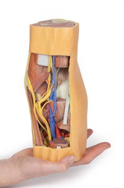 Popliteal Fossa 3D Printed Anatomy Model