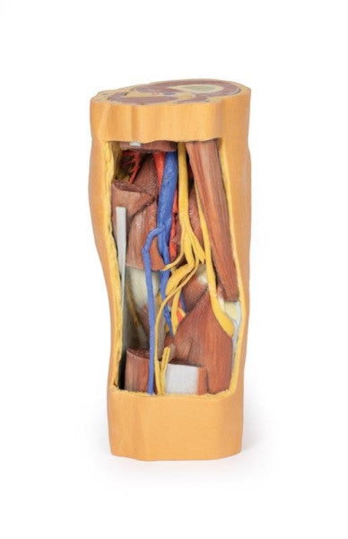 Popliteal Fossa 3D Printed Anatomy Model