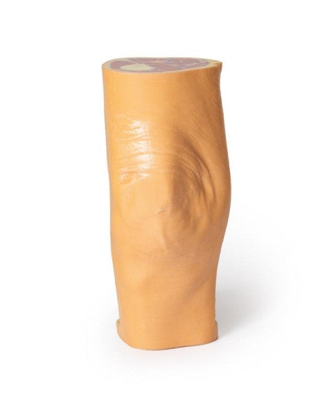 Popliteal Fossa 3D Printed Anatomy Model