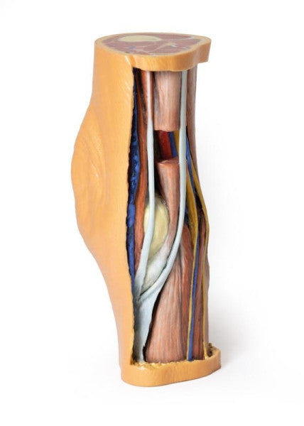 Popliteal Fossa 3D Printed Anatomy Model