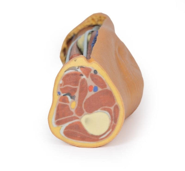 Popliteal Fossa 3D Printed Anatomy Model