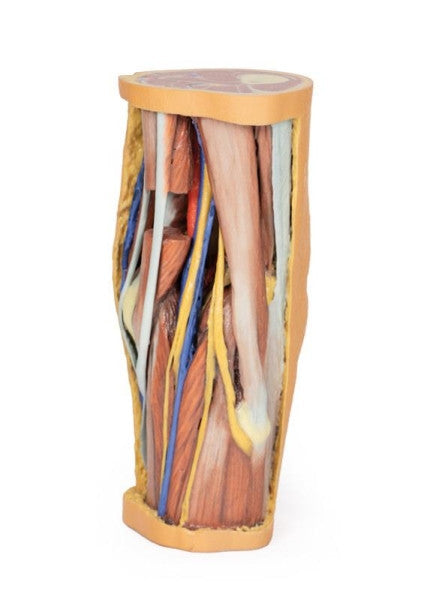 Popliteal Fossa 3D Printed Anatomy Model