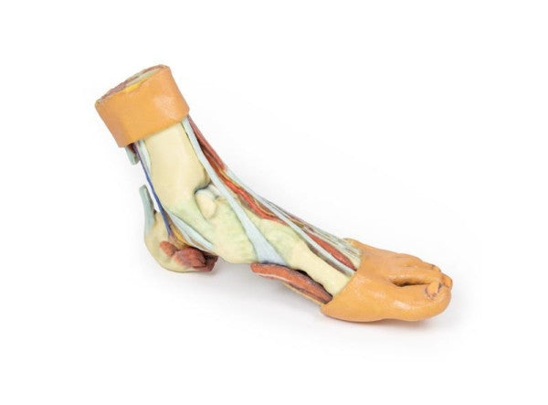 Foot 3D Printed Anatomy Model