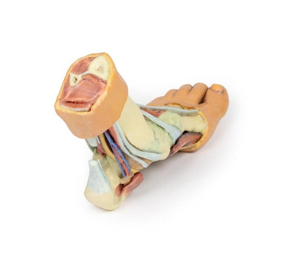 Foot 3D Printed Anatomy Model
