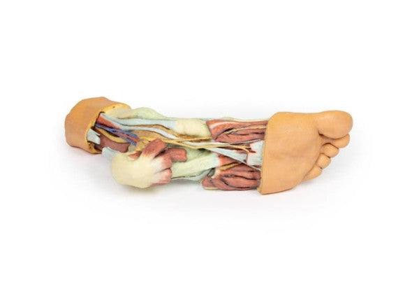 Foot 3D Printed Anatomy Model