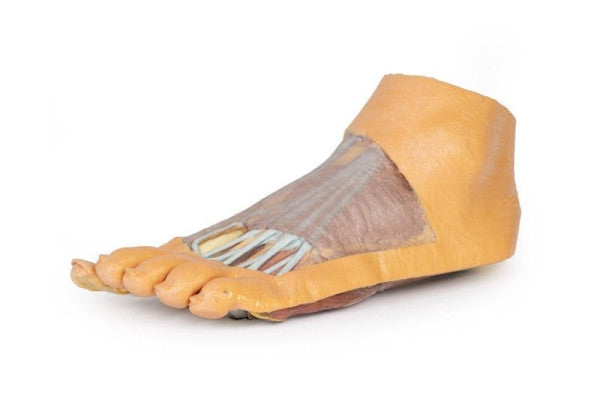 Foot 3D Printed Anatomy Model