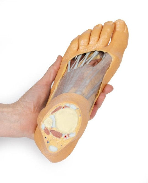 Foot 3D Printed Anatomy Model