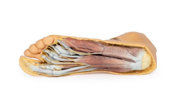 Foot 3D Printed Anatomy Model
