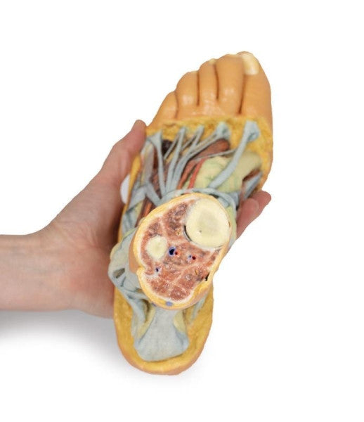 Foot 3D Printed Anatomy Model