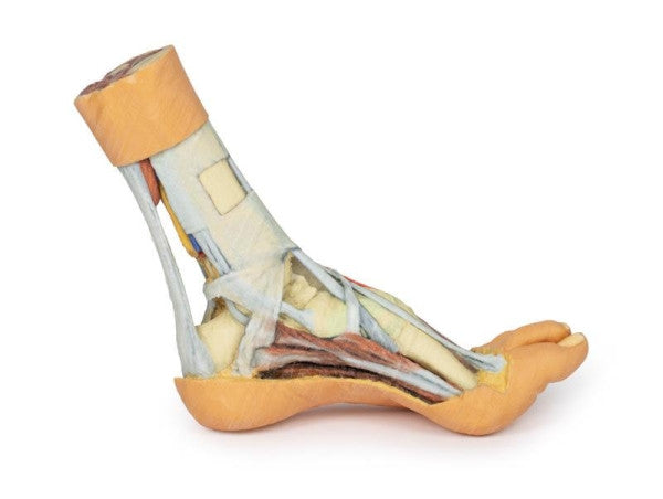 Foot 3D Printed Anatomy Model