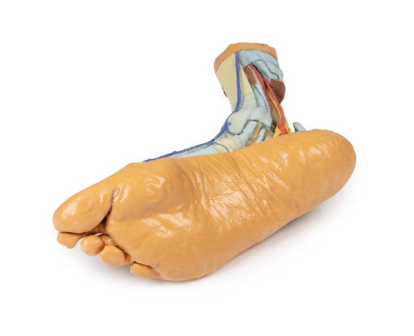 Foot 3D Printed Anatomy Model