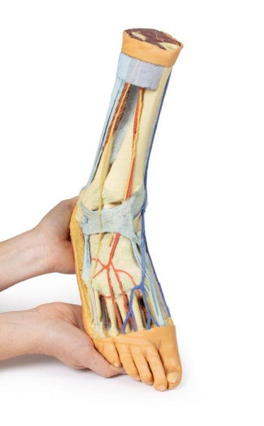 Foot 3D Printed Anatomy Model