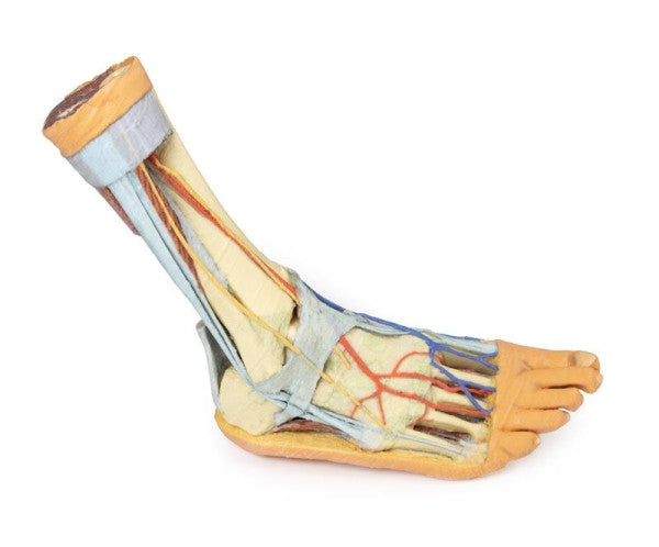 Foot 3D Printed Anatomy Model