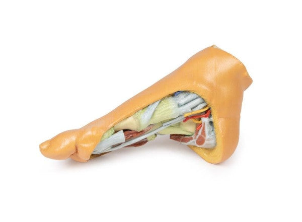 Foot 3D Printed Anatomy Model