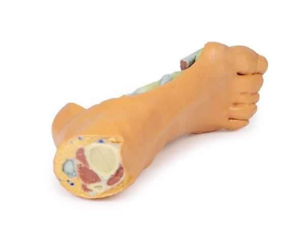 Foot 3D Printed Anatomy Model