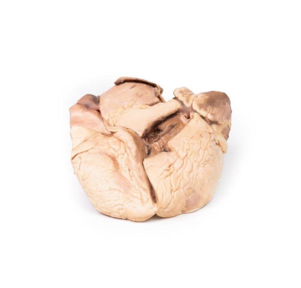 Posterior Aspect of the Rheumatic Endocarditis Model