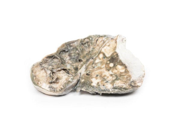 Lateral View of the Fibrocaseous Tuberculosis Model