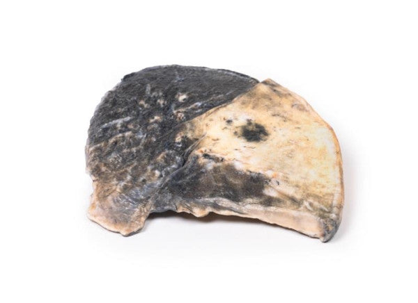 Lobar Pneumonia 3D Printed Anatomy Model