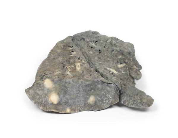 Lung 3D Printed Anatomy Model