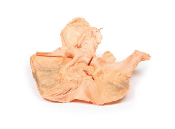 Stomach 3D Printed Anatomy Model