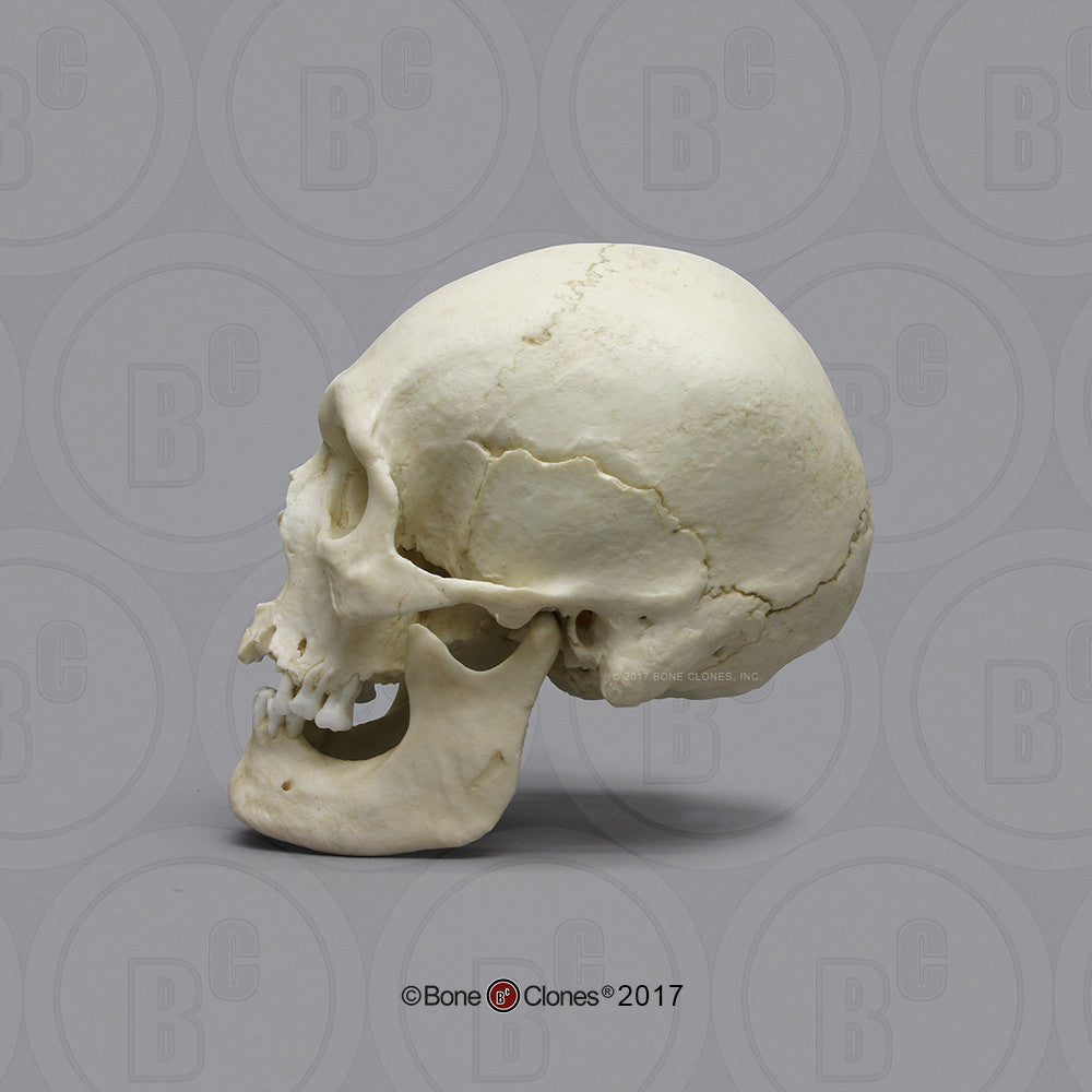 Bone Clones Anthropological Skulls