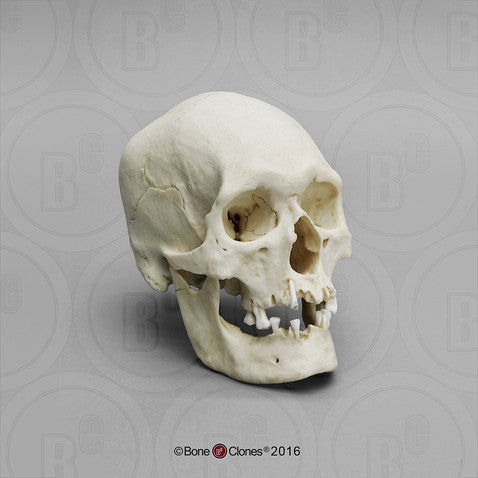 Bone Clones Anthropological Skulls