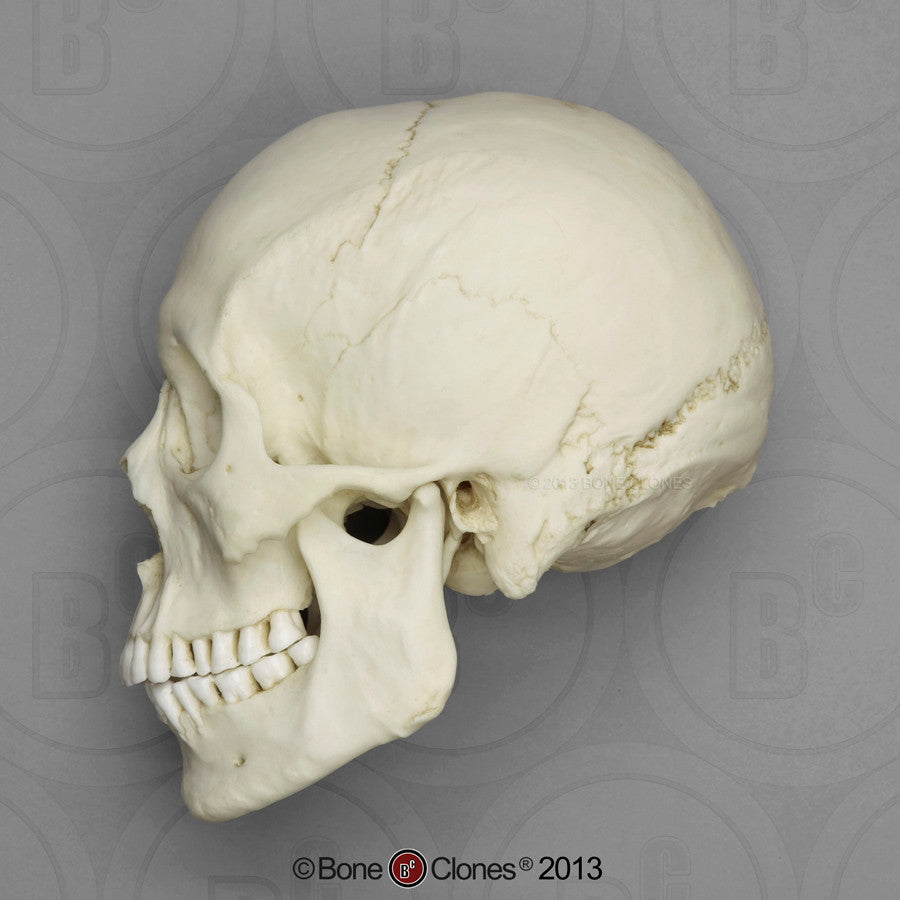 Bone Clones Anthropological Skulls