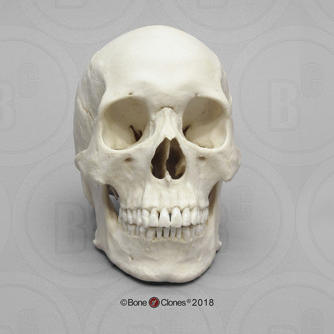 Bone Clones Anthropological Skulls