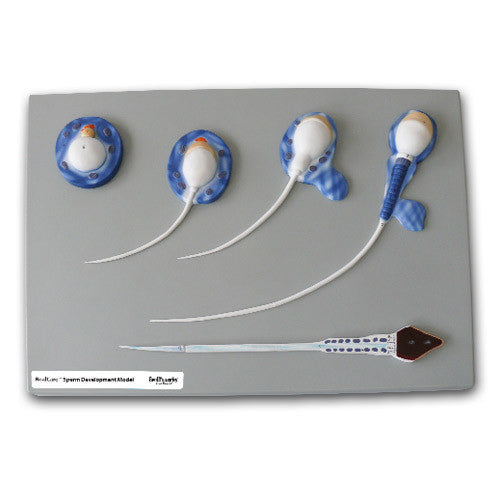 RealCare Human Reproductive Systems Kit