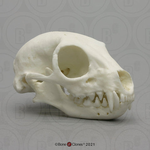 Bone Clones Small Mammal Skulls