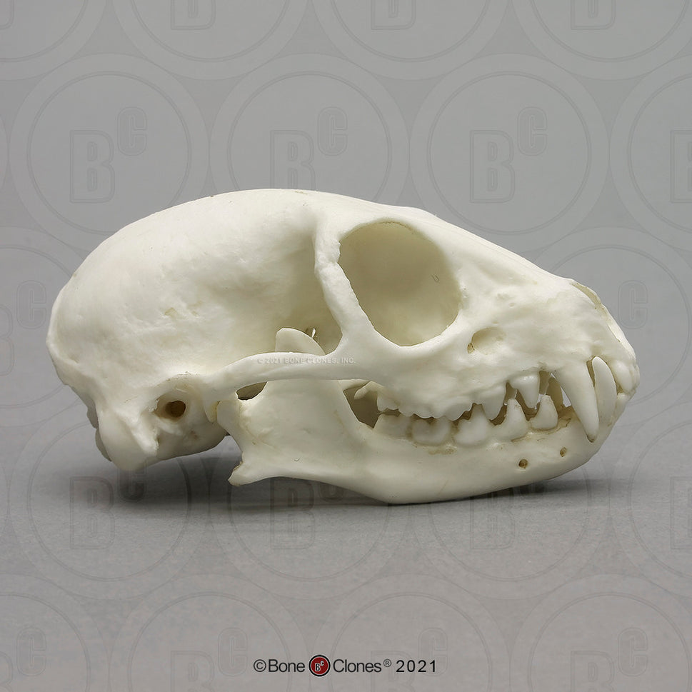 Bone Clones Small Mammal Skulls