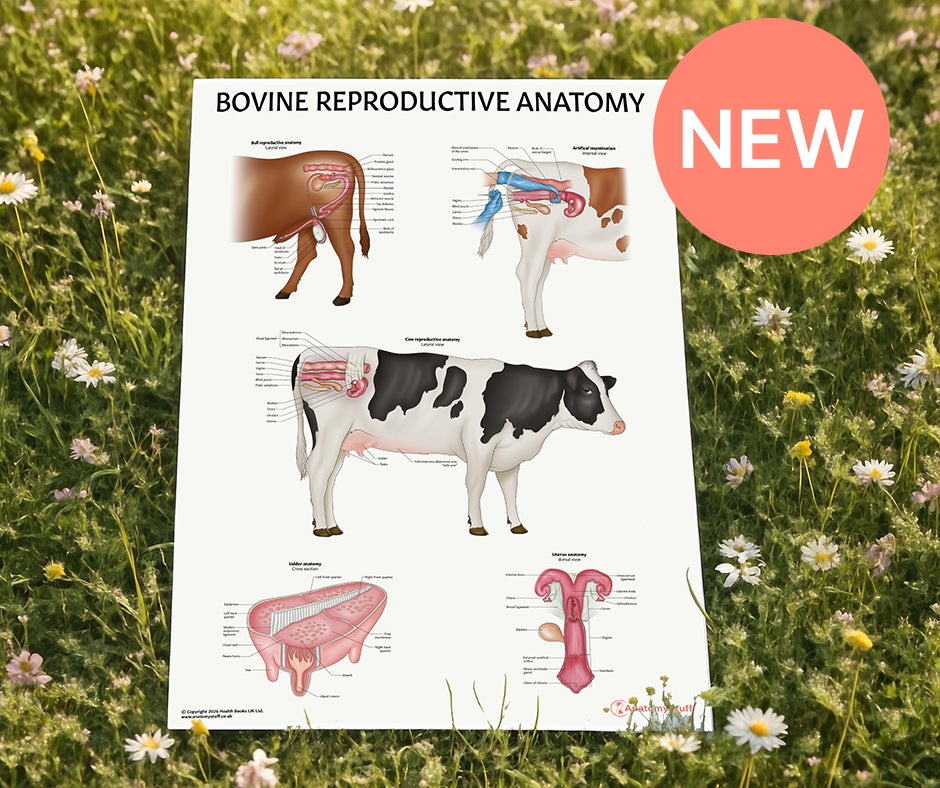 <strong>Bovine Reproductive Anatomy Poster</strong>