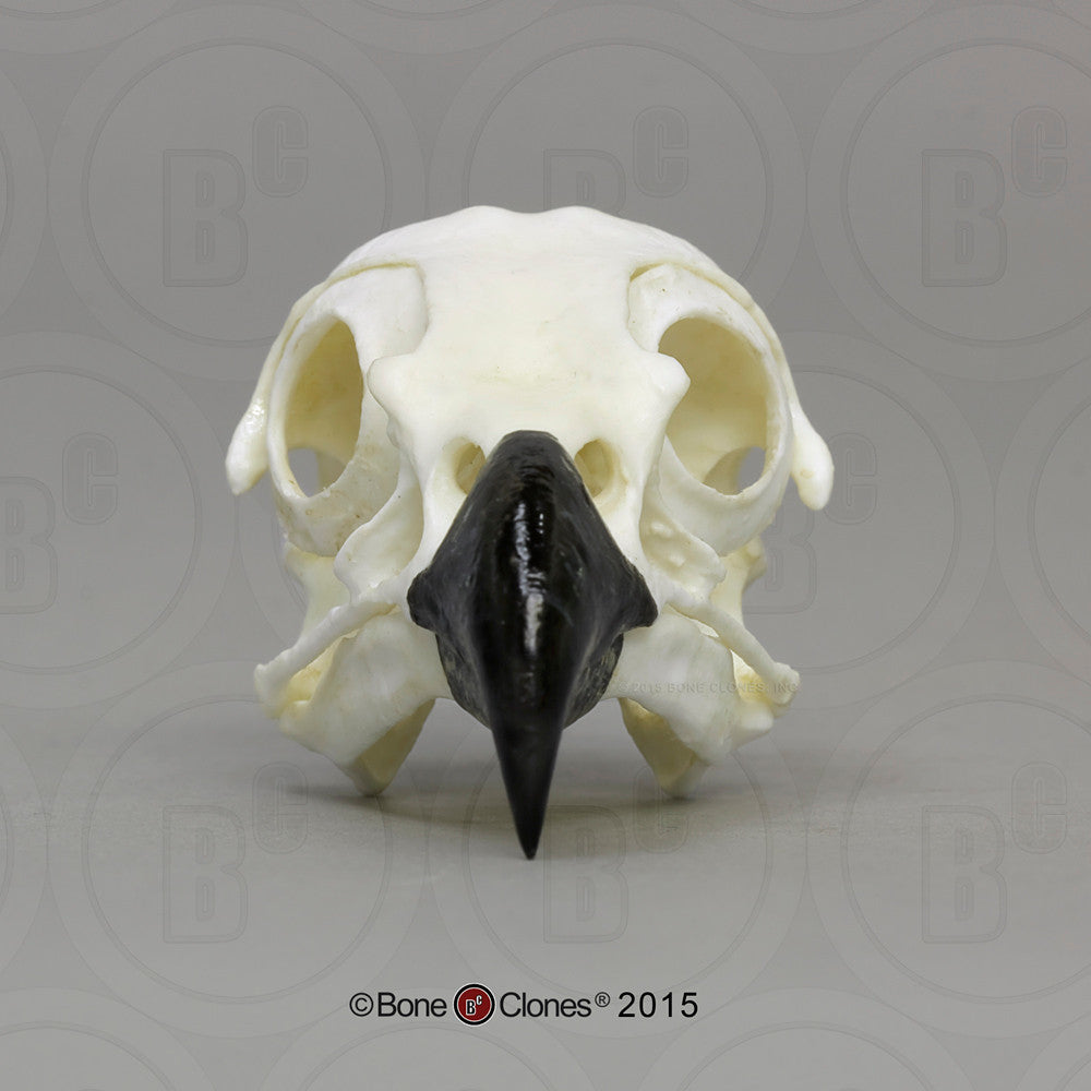 Anterior View of the Osprey Skull Model