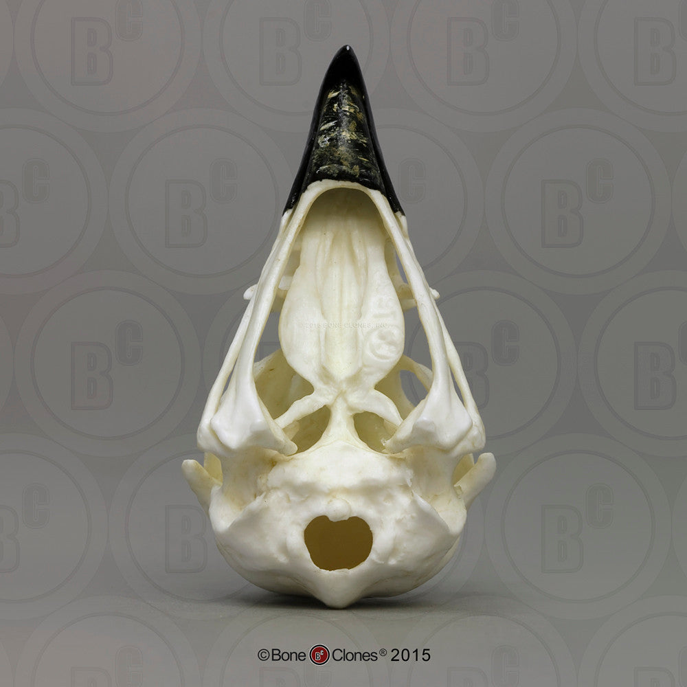 Bone Clones Bird Skulls