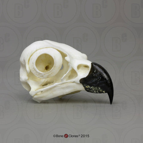 Bone Clones Bird Skulls