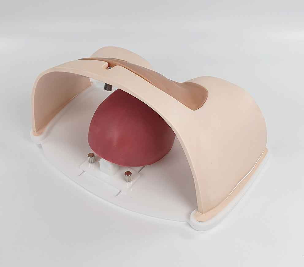 C-Section Trainer