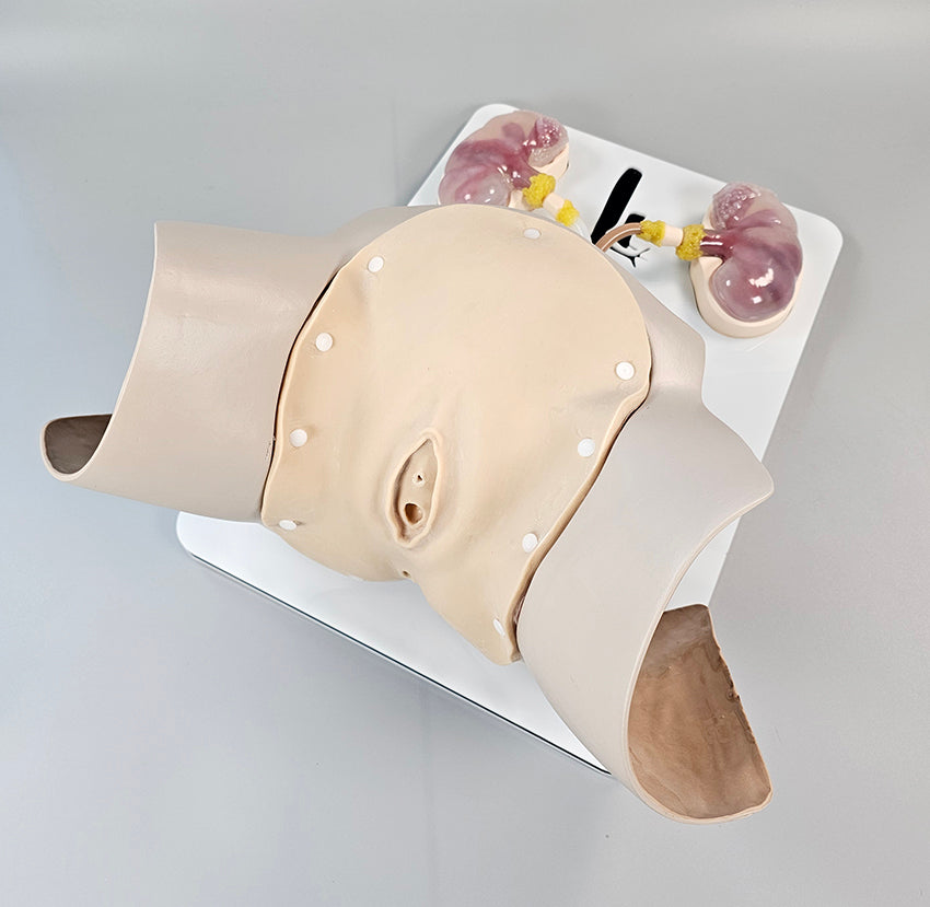 Cystoscopy and Ureteroscopy Trainer