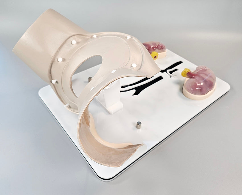 Cystoscopy and Ureteroscopy Trainer