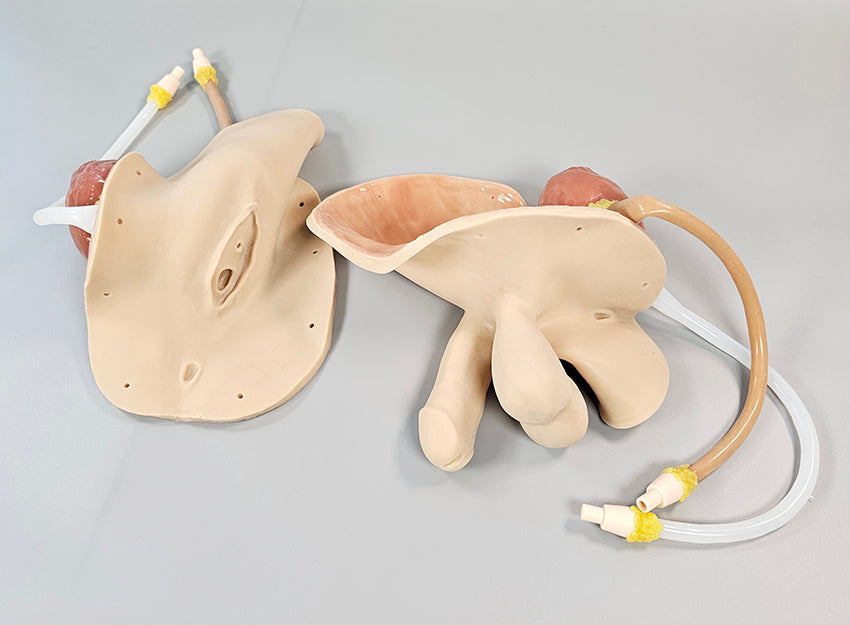Male/Female Modules for Cystoscopy and Ureteroscopy Trainer