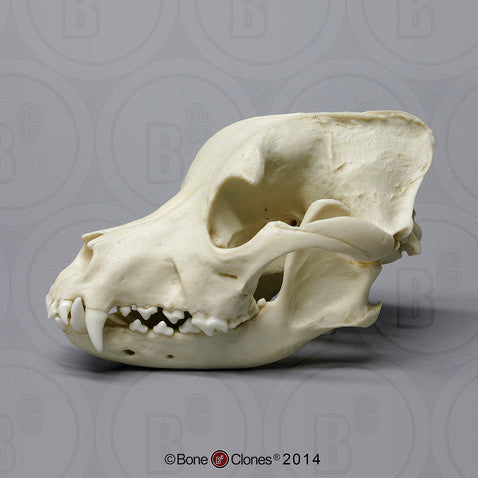 Bone Clones Canine Skulls