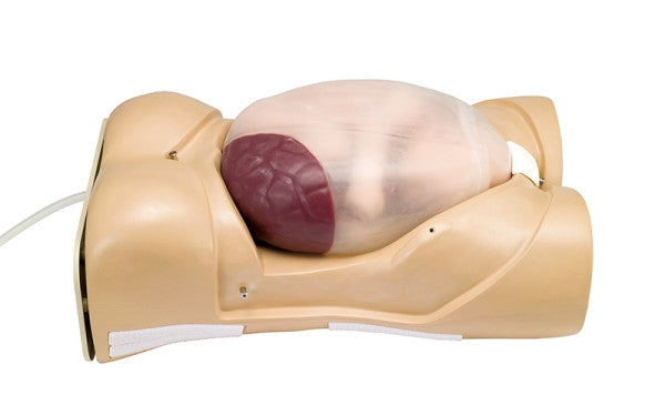 Pregnancy Examination Model with Heartbeat Simulation